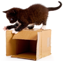 Kitten on box