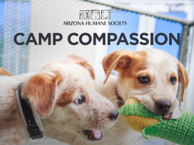 Camp Compassion Etails.png