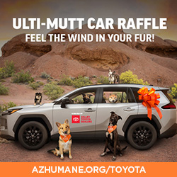 Tayota Raffle Spring 2026