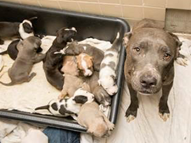 athena_pups.png