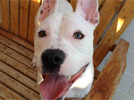 Cloe - Dog