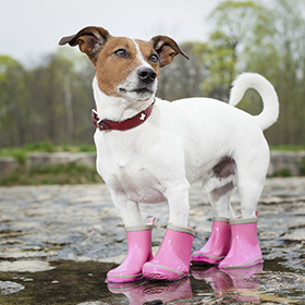 monsoon-tips-etails-6-11-15.png
