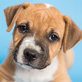 puppy-mill-etails-8-13-15.png