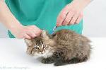 Click here for more information about Keep Kitties Safe with Vaccines for a Day