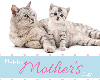 eCard_MothersDay_Cat-2020