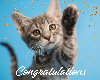 eCard_Congratulations_Cat-2020