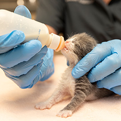 Kitten Bottle Baby