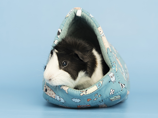 Featured Pet March 2026