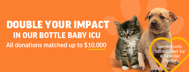 General Donation Form Header