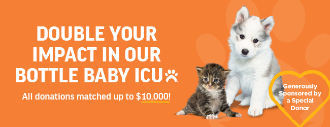 General Donation Form Header