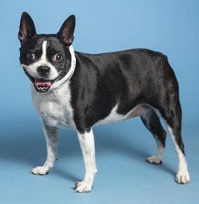 Mitzi.jpg