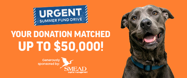 NEW_AHS-Urgent Summer Fund Match Email Header.jpg