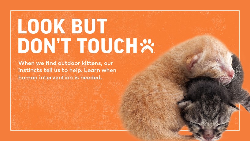 found_kitten_revised_web_header