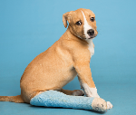 Click here for more information about Mend Broken Bones with Splints, Cast padding and Gauze